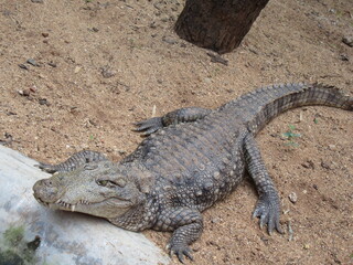 alligator in the everglades