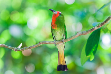 The red-bearded bee-eater (Nyctyornis amictus) is a large species of bee-eater found in the Indo-Malayan subregion of South-east Asia.