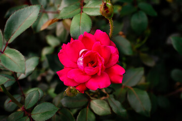pink rose in garden