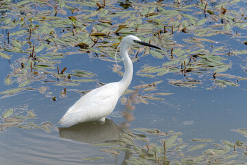 Beautiful little egret (Egretta garzetta)