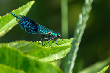 Blue dragonfly on a green leaf