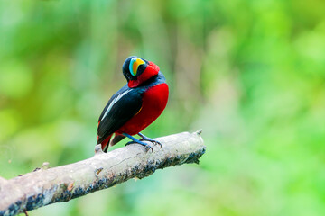 Black-and-red broadbill (Cymbirhynchus macrorhynchos)