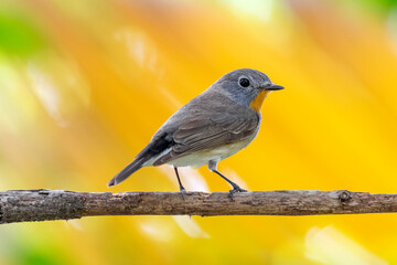  red-breasted flycatcher (Ficedula parva)