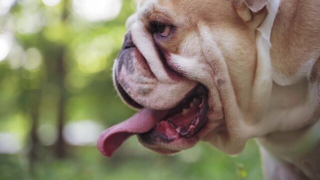 Funny cute english bulldog walks in the park. Slow motion
