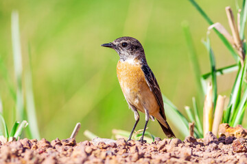 Stejneger's Stonechat (Saxicola stejnegeri) 