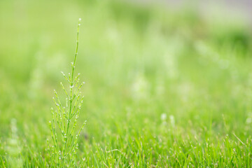 水滴のついた草