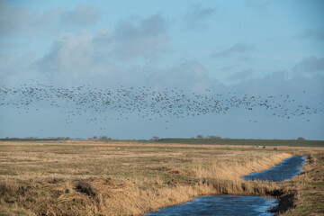 Vogelschwarm bei Husum in der Nordsee