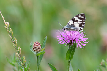 Butterfly on a purple flower isolated on a green background