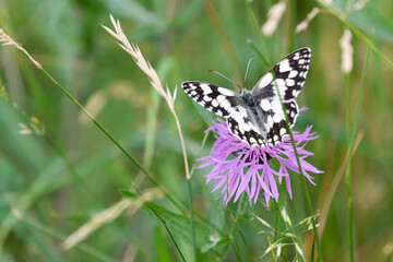 Butterfly on a purple flower isolated on a green background