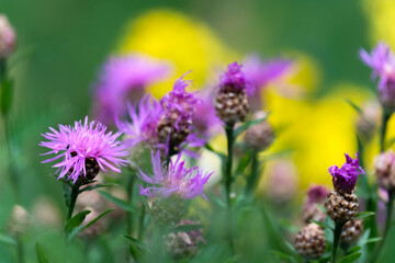 Wild flowers isolated on a colorful background