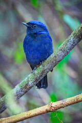 The large niltava (Niltava grandis) is a species of bird in the family Muscicapidae.
