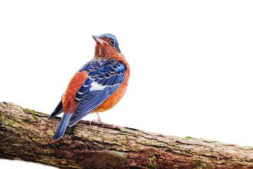 White-throated rock thrush (Monticola gularis) isolate on white
