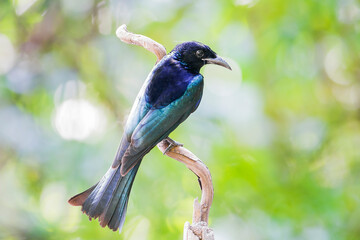 Hair-crested Drongo ( Dicrurus hottentottus )