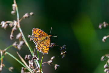 Obraz premium Butterfly on a flower
