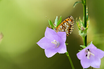 Butterfly on a flower