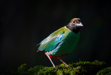 Hooded Pitta (Pitta sordida)