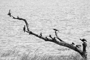 Flock of Birds on the dead  branch of a tree tree by a lake side.