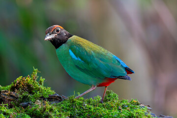 Hooded Pitta (Pitta sordida)