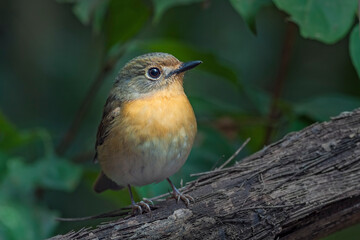 Tickell's Blue Flycatcher (Cyornis tickelliae)
