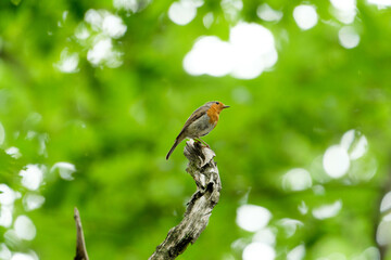 Robin on a branch with green bokeh background