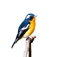 Mugimaki Flycatcher (Ficedula mugimaki) isolate on white