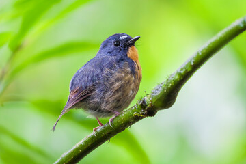 Fototapeta premium Snowy-browed Flycatcher (Ficedula hyperythra)
