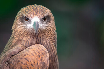 Black kite, Pariah kite