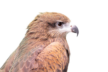 Black kite, Pariah kite