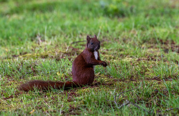 Portrait Eichhörnchen