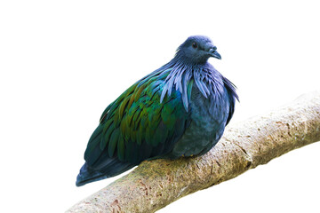  Nicobar pigeon, Nicobar dove isolate on white