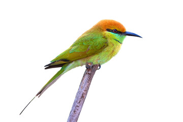 The blue-tailed bee-eater (Merops philippinus) isolate on white