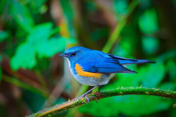 Male of Himalayan Bluetail or Orange-Flanked Bush Robin (Tarsiger rufilatus)
