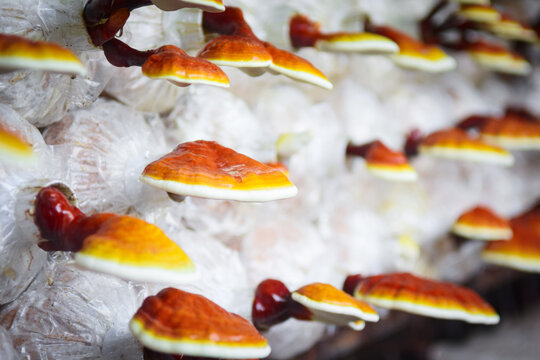Lingzhi or Ganoderma mushroom on farm, for making medicine. 