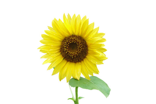 Beautiful Sun flower isolated on white. close up of yellow flower