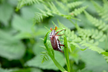 chafer beetle sits on a grass stem