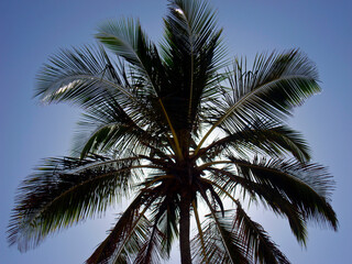 Fototapeta na wymiar Coconut tree silhouette and blue sky, Rio