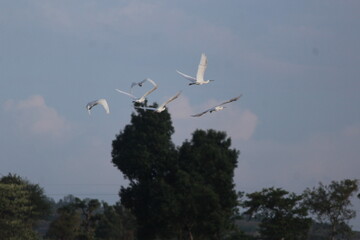 Fly high above the sky