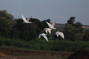 Fly high above the sky