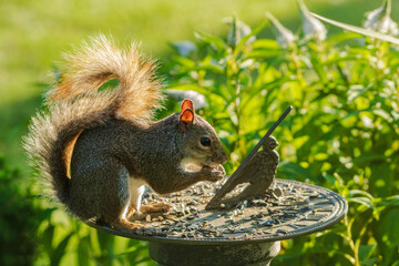 squirrel eating nut