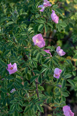 branch of wild rose with flowers