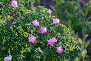 branch of wild rose with flowers