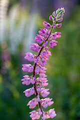 Pink lupine flower on a green background
