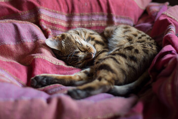 Katze schläft im Bett