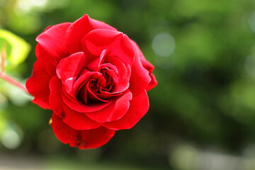 
beautiful rose in the garden