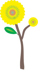 sunflower on a white background