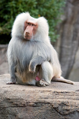 Obraz premium Denkender Affe