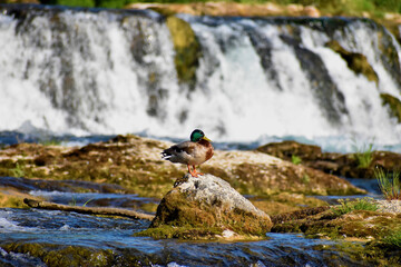 Ente entspannt sich am Rheinfall in der Schweiz 20.5.2020