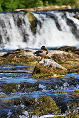 Ente entspannt sich am Rheinfall in der Schweiz 20.5.2020