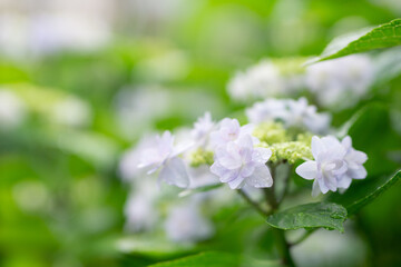 満開の紫陽花