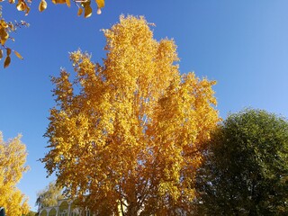 autumn birch